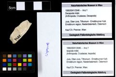 Foto (Objekt + Etiketten) von Isopoda indet. 